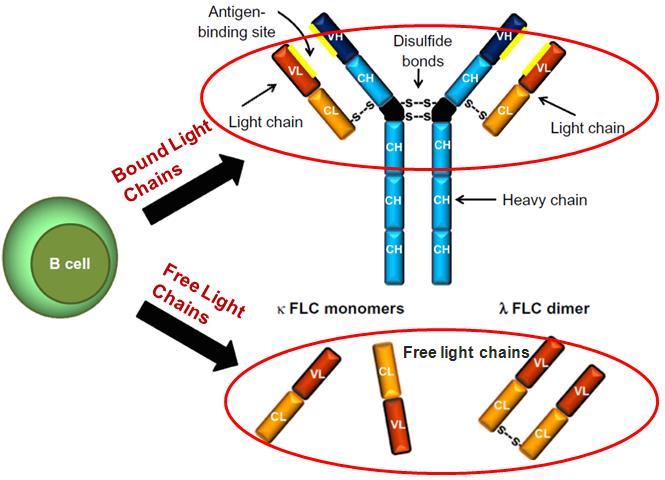 Ελαφρές αλυσίδες: συνδεδεμένες και ελεύθερες κ FLC: μονομερής 25 kda (half life 2-3 h) λ FLC: διμερής 50 kda (half life 4-6 h) Η