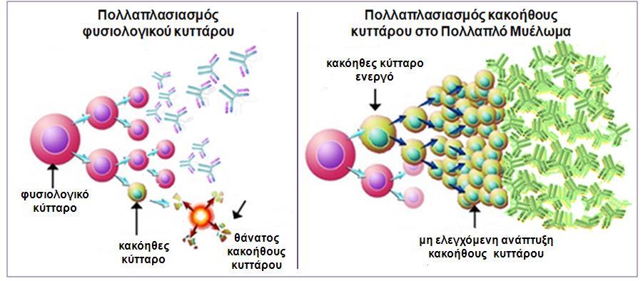 ΜΟΝΟΚΛΩΝΙΚΕΣ ΓΑΜΜΑΠΑΘΕΙΕΣ Χαρακτηρίζονται από τον πολλαπλασιασμό ενός μεταλλαγμένου κλώνου Β κυττάρων (πλασματοκυττάρων) που αναπαράγεται