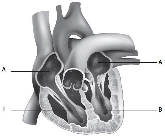 Άνω κοίλη φλέβα αορτή (δ) Ι. Ποια από τις πιο κάτω δηλώσεις είναι ορθή; (1 x 0,25 = 0,25 μ) i. Το Α είναι ο αριστερός κόλπος και δέχεται αίμα από το σώμα. ii.