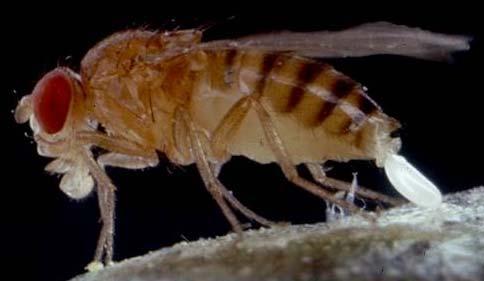 28 GENETICA MOLECULARĂ parte însă, este posibil ca aceeaşi genă a1 să fie recesivă faţă de a3 şi, deci, heterozigotul a1/a3 să aibă fenotip a3.