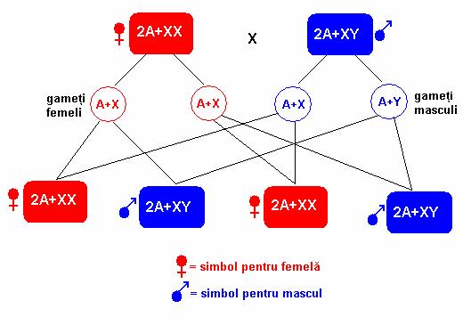 Genetica clasică 31 cromozomi de sex sau heterozomi. În marea majoritate a cazurilor, aceşti cromozomi au fost notaţi cu literele X şi, respectiv, Y.
