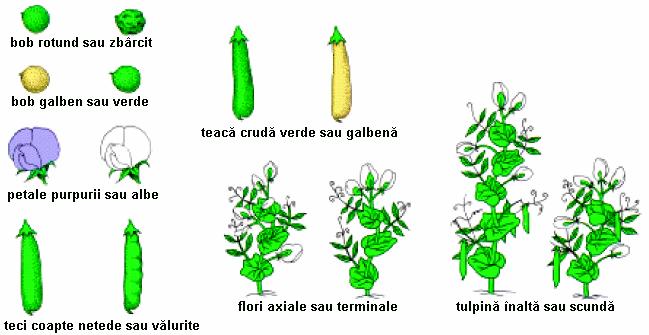 22 GENETICA MOLECULARĂ Figura 1.