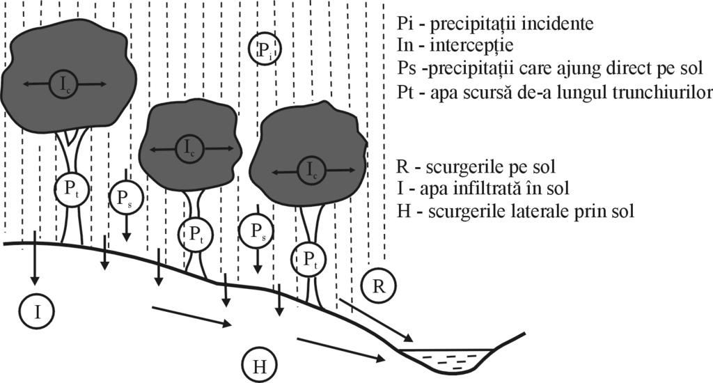 Figura 2915 - Intercepţia şi retenţia apei în etajul arborescent al fitocenozelor forestiere (după Fort, Christine, 1999) În cazul zăpezii, o parte este reţinută de coronament şi o alta ajunge pe sol.