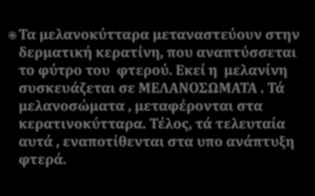 Σα μελανοκύτταρα μεταναςτεύουν ςτην δερματικό κερατύνη, που αναπτύςςεται το φύτρο του φτερού.