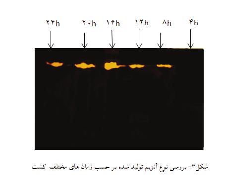 آنزيم های توليدی در ساعات مختلف نيز در ژل زايموگرام بررسی شد که در همه ساعات فقط آنزيم آلفا-آميالز توليد می شد.