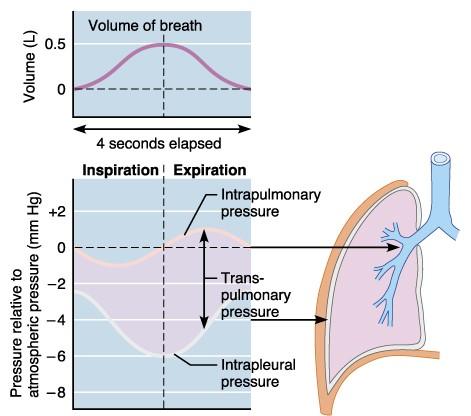 Intraplural fluid alveoli P atm = O mmhg P alv P ip = P alv = O mmhg Lung elastic recoil 4 mmhg Chest wall P ip = -4 mmhg að anda inn og út. útöndun án mikils krafts, þ.e. af ákveðnu hlutleysi, og getum gefið okkur að þrýstingur í andrúmslofti (P atm ) sé 0.