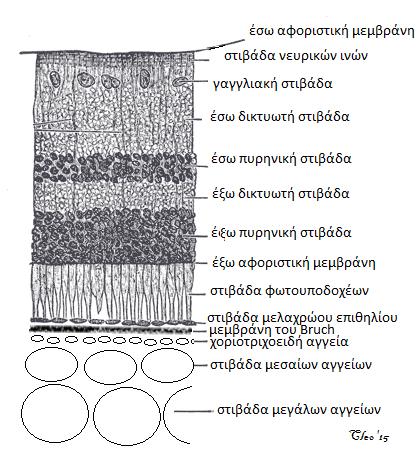 Η έξω στιβάδα είναι τοποθετημένη ανάμεσα στην lamina fusca του σκληρού και την στιβάδα μεγάλων αγγείων του στρώματος του χοριοειδούς.