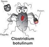 Clostridium botulinum Habitat : sol, intestinul omului şi animalelor Botulism - clasificare toxinfecţie