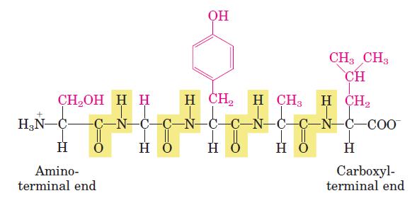 Peptides Condensation