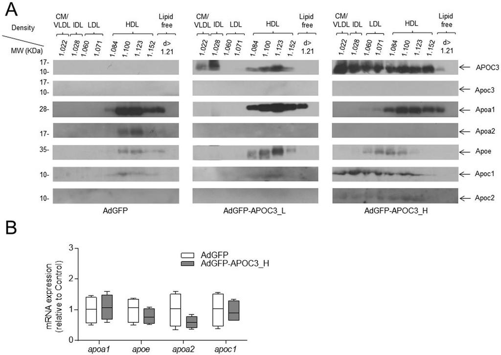 Εικόνα 16. Κατανομή της ανθρώπινης APOC3 και των Apoa1, Apoa2, Apoe, Apoc1, Apoc2 και Apoc3 του ποντικιού στα λιποπρωτεϊνικά κλάσματα που απομονώθηκαν με UCF (Α).
