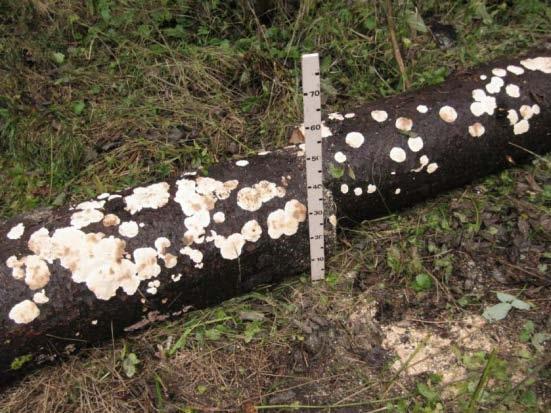 identifikācija un ierobežošanas pasākumu aprobācija Celmu