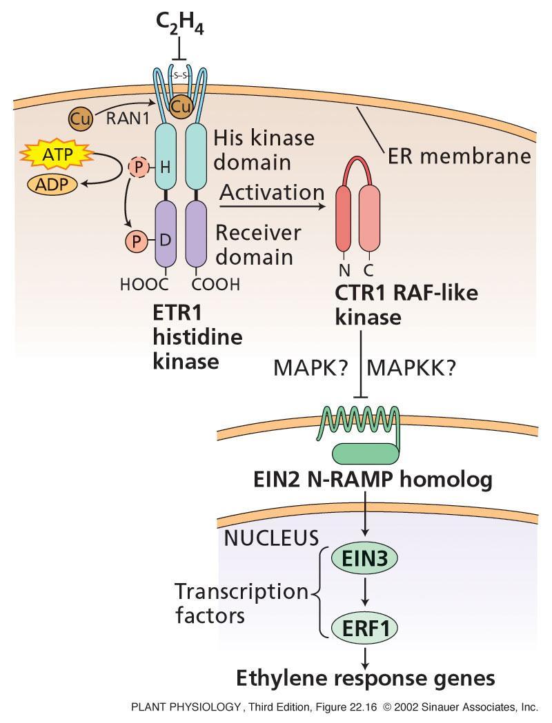 Σηματοδοτικό μονοπάτι δράσης αιθυλενίου Η πρωτεΐνη RAN1 είναι απαραίτητη για την πρόσδεση του συμπαράγοντα Cu ώστε να δεσμευτεί το αιθυλένιο Απουσία C 2 H 4, ο υποδοχέας ενεργοποιεί την κινάση CTR1