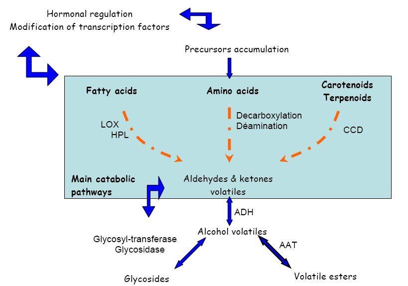 Ένζυμα που σχετίζονται με τη σύνθεση ευόσμων ενώσεων στα φρούτα Η ακύλ μεταφοράση της αλκοόλης (AAT) καταλύει το σχηματισμό πτητικών εστέρων από έναν αλειφατικό θειοεστέρα (συνήθως ακετύλ-coa) και