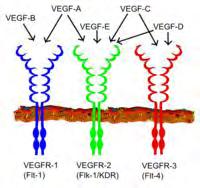 Εικόνα 10. Επιμέρους αγγειακοί ενδοθηλιακοί παράγοντες και οι υποδοχείς τους. Το γονίδιο του VEGF εντοπίζεται στο βραχύ σκέλος του χρωμοσώματος 6 και αποτελείται από 9 εξώνια [161].