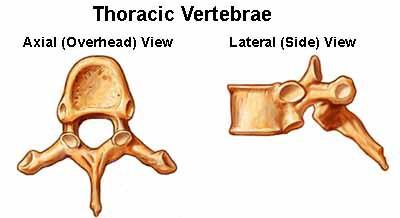 1.2.ΘΩΡΑΚΙΚΟΙ ΣΠΟΝΔΥΛΟΙ Οι θωρακικοί σπόνδυλοι είναι δώδεκα ( 1 έως 12 ).Θεωρούνται ότι είναι η πιο τυπική μορφή σπονδύλου.