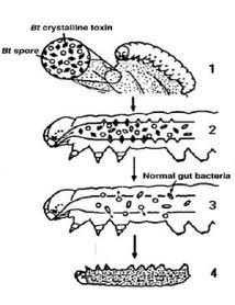 ΚΑΤΑΠΟΛΕΜΗΣΗ ΜΙΚΡΟΒΙΑΚΑ ΣΚΕΥΑΣΜΑΤΑ vbacillus th