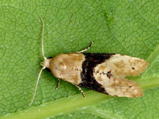 Eupoecilia ambiguella vταξη : Lepidoptera vοικογενεια : Tortricidae vγενοσ