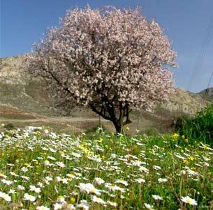 2) Μαυροπετρίτης: Περίπου 500 ζευγάρια φωλιάζουν στις απόκρημνες ακτές και στις νησίδες. Το 4% του Ελληνικού πληθυσμού!