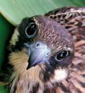 falcons- is one of the most important raptor species hosted in Greece.