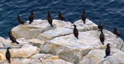 More that 75 % of the world s population breeds in Greece, mainly on the islets of the Aegean Sea. Out of about 12.