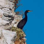 Ζώνης Ειδικής Προστασίας» «Tilos: