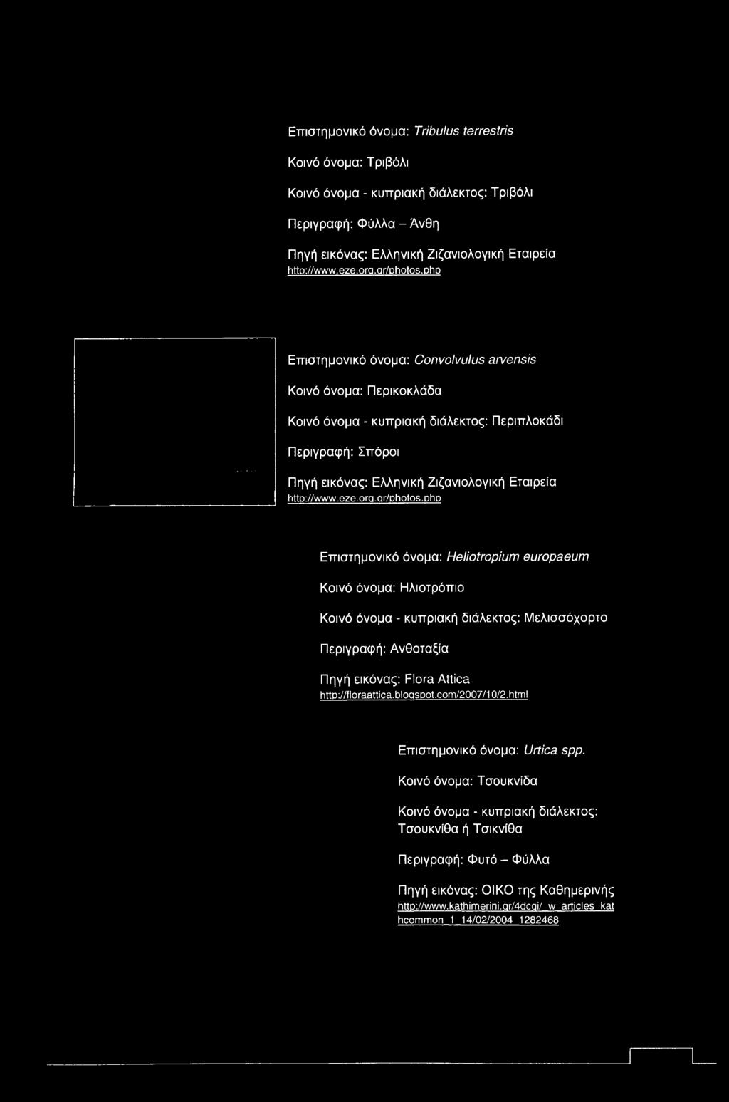 php Επιστημονικό όνομα: Heliotropium europaeum Κοινό όνομα: Ηλιοτρόπιο Κοινό όνομα - κυπριακή διάλεκτος: Μελισσόχορτο Περιγραφή: Ανθοταξία Πηγή