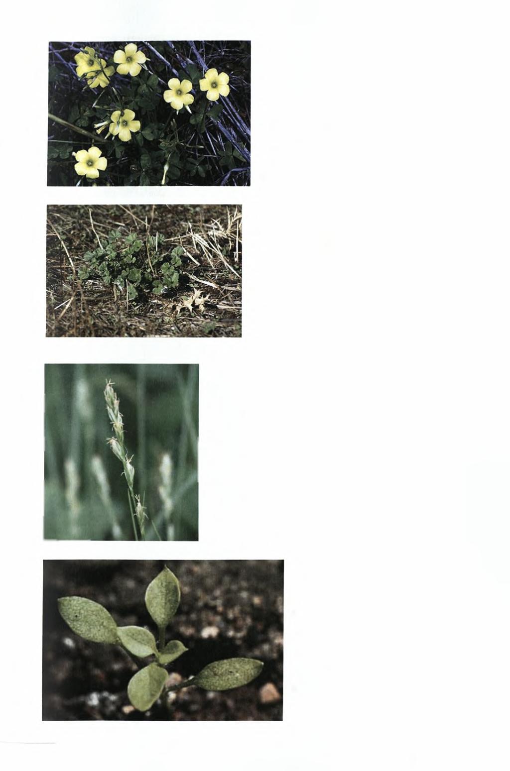 Επιστημονικό όνομα: Oxalis pes-caprae Κοινό όνομα: Οξαλίδα Κοινό όνομα - κυπριακή διάλεκτος: Ξυνίδι Περιγραφή: Άνθη - Φύλλα Πηγή