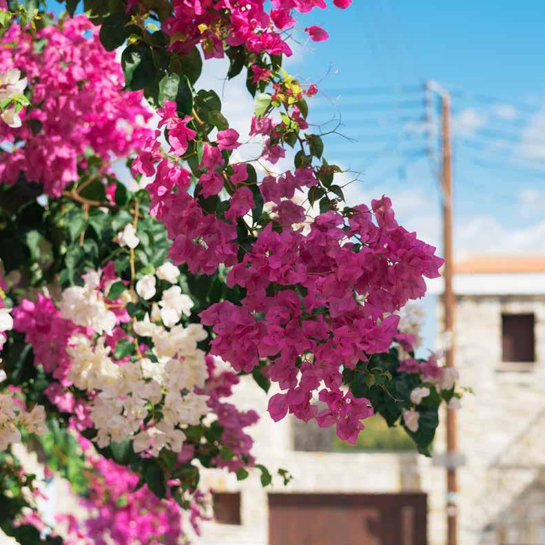 ΠΕΡΙΕΧΟΜΕΝΑ 4 Το έργο EDEN 5 Κύπρος 6 Περιγραφή Ορεινής Λάρνακας 7 Ένας τόπος που προσφέρει τα πάντα!