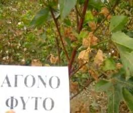 μεικτά μορφολογικά 