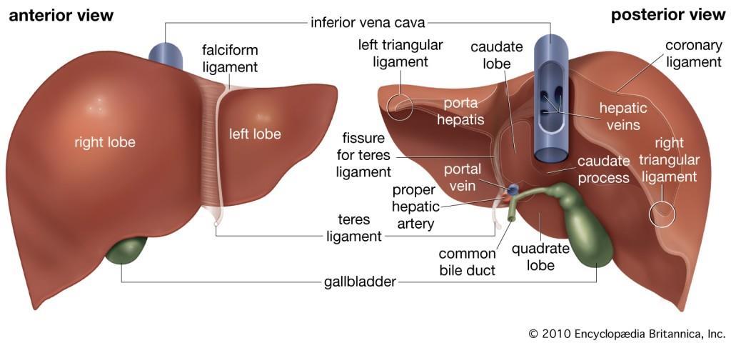 1.7. Метастазе карцинома дојке у јетри 1.7.1. Хируршка анатомија јетре Класична (морфолошка) анатомија јетре дефинисана је спољашњим изгледом јетре, а не описују се унутрашње структуре, грађа крвних судова и жучних путева.