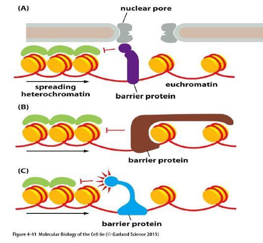 יחד הם מעבירים את הסיגנל לאורך הכרומוזום. זה ימשך עד שיגיעו חלבונים רגולטורים שיעצרו את התהליך. החלבונים הרגולטורים יודעים לזהות רצפים ב- DNA שבהם צריך לפעול ולעצור את הסיגנל.