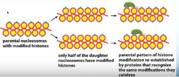 11 בעת שכפול ה- DNA ההיסטונים נפרדים, ה- DNA משתכפל, ואז ההיסטונים צריכים להיקשר חזרה באופן רנדומלי בין שני הגדילים החדשים.