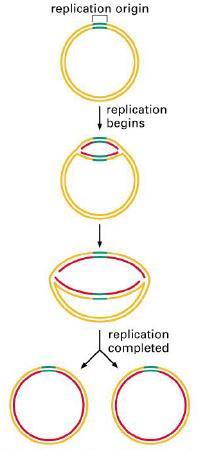 15 3. יש מקום בו היא מתחילה ומקום בו היא מסתיימת. -Origin of replication רצף מיוחד שה- DNA פולימרז יודע לזהות, ושם להתחיל את השכפול. ב- DNA סגור )מעגלי( יש גם אזור שמציין איפה להפסיק, הנקרא.