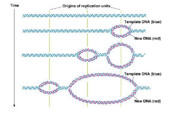 תהליך ההכפלה בתא יו-קריוטי לוקח כ- 8 שעות. בשמרים זה כ- 40 דקות. כאשר מתחיל שכפול, צריך למצוא את ה-,origin of replication לפתוח את הדו-גדיל וליצור את בועית ההכפלה. האנזים שעושה זאת נקרא הליקאז.