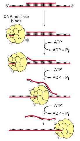 ידוע שיש רק אנזים אחד שעושה את השכפול- ה- DNA פולימרז, והוא משכפל רק מ-' 5 ל-' 3 )לכן מביא בסיסים רק עם קצה פוספט(. מה שקורה בפועל הוא שהגדיל העליון מתארך באופן רגיל, עם הפתיחה של המזלג.