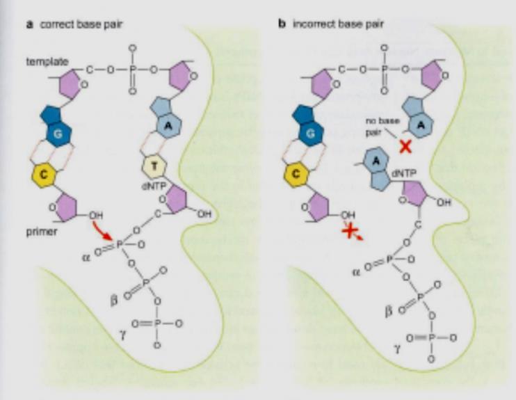 האנרגיה שנוצרת בעקבות שחרור שתי מולקולות הפוספט משחררת את ה- DNA פולימרז ומאפשרת לו להתקדם עוד