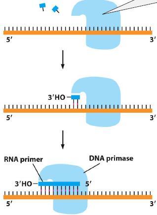 הם יוצרים את קצה ה- OH )'3( שהפולימרז יודע להאריך. הפרימזות מניחות נוקלאוטידים של RNA ולא,DNA אשר בסופו של דבר מוסרים ומוחלפים בנוקלאוטידים הנכונים.