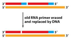 נמצא יותר פרימזות על ה- strand lagging כי שם כל הזמן צריך להתחיל מקטעים משלימים חדשים. ההסרה של נוקלאוטיד ה- RNA היא על ידי.
