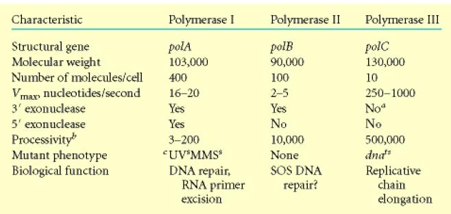 21 אחריו נמצאו שני אנזימים אחרים- פולימרז 2 ופולימרז 3. הם יותר נדירים בתא. פעולתו של הפולימרז 3 היא הרבה יותר מהירה מזה של הפולימרז 1- הוא עושה כ- 1000 בסיסים בשנייה.