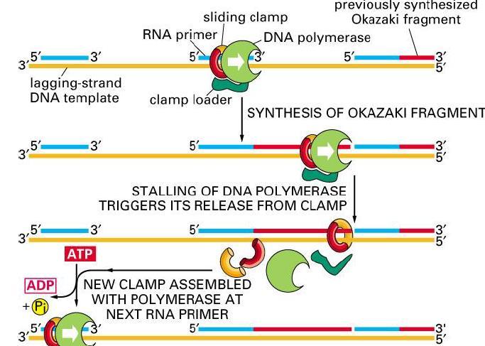 השוואה בין הפולימרזים: -Processivity מספר הבסיסים שהאנזים יאריך לפני שישתחרר מה- DNA. ניתן לראות כי לפולימרז 3 יש פרוססיביות מאוד גבוהה.