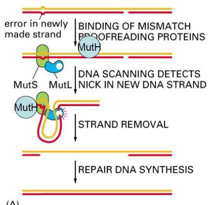 27 מנגנונים לתיקון טעויות שנעשו השכפול (MMR) MisMatch -אם repair ישנה טעות זה יכול לגרור לכך שהגדילים לא יקשרו, ותהיה בליטה ב- DNA.