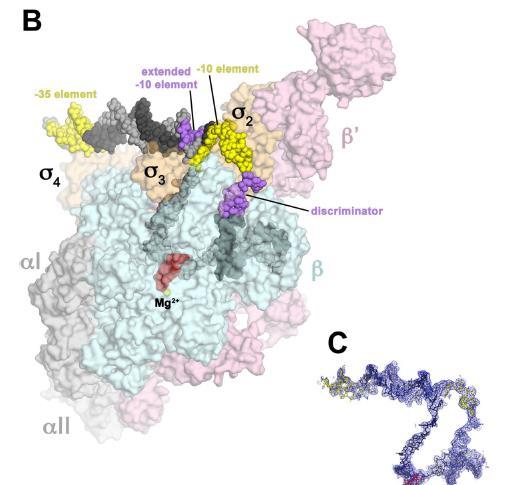 44 פה ניתן לראות את מבנה ה- RNA פולימרז: האתר הפעיל הוא באזור המגנזיום. כאמור יש לו 5 תת יחידות, אחת מהן היא יחידה סיגמא. עם סיום השעתוק, כשה- RNA משתחרר, יחידת הסיגמא מתנתקת מהאנזים.