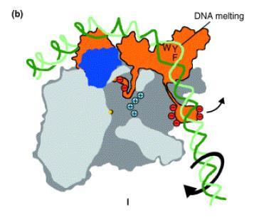 האירוע הראשוני הוא אינטראקציה של ה- RNA פולימרז בעל יחידת הסיגמא עם ה- DNA )בציור הסיגמא בכתום(. המפגש הזה יקבע איפה הפולימרז יתחיל לעבוד. לסיגמא יש כמה דומיינים.