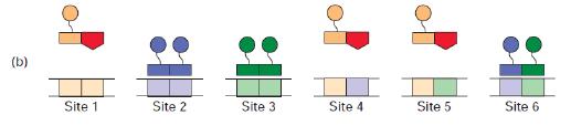 כל אחד מהפקטורים יכול לייצר הומודימר )קשירה של שני מונומרים זהים( והטרודימר )קשירה של שני מונומרים שונים(, וזה מאפשר יצירה של 6 דימרים שונים.