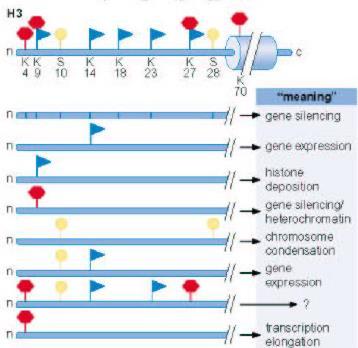 אצטילציה על ליזין מנטרלת את המטען החיובי שלו, וכך הזנב נקשר פחות חזק אל ה- DNA )לכן לאחר אצטילציה ה- DNA יותר חשוף לפקטורי שעתוק(.