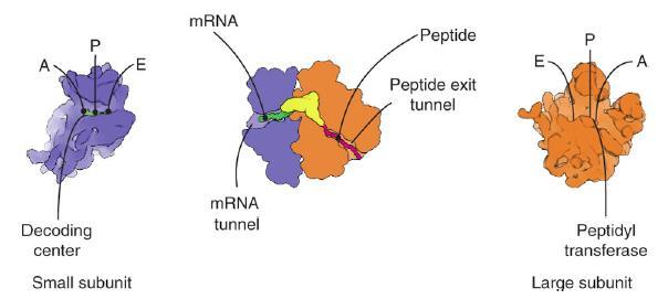 68 כל תת יחידה כאמור בנויה מ- rrna ומחלבונים. הגודל של התת יחידות, מספר החלבונים בהן ושרשראות ה- RNA מפורטים באיור. ההבדל באאוקריוטים(.