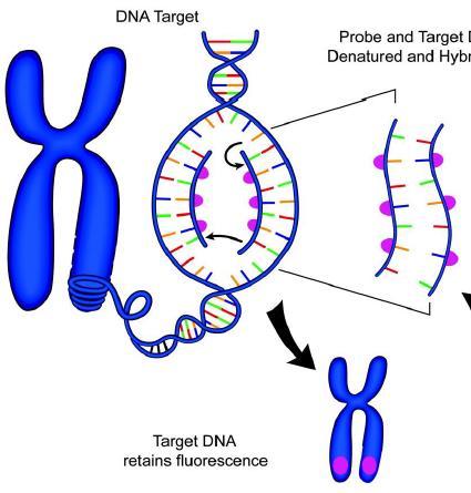 7 סידור הגנים בגנום הגנים מסודרים על פני הכרומוזומים, אשר מאורגנים בזוגות. לכל יצור יש מספר שונה של כרומוזומים. הגנום האנושי מכיל כ- 3 מיליארד נוקלאוטידים, ורק כ- 1.5% מהגנום מקודד לחלבונים.