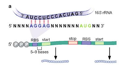 הצימוד בין התת יחידה של הריבוזום לשתי מולקולות ה- RNA היא שמאפשרת את ההידרוליזה של ה- GTP על פני הפקטור שעתוק.