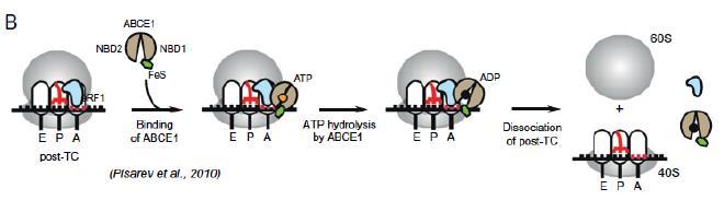 tRNA הקומפלקס שנותר כולל את ה- trna הריק, הריבוזום וה- erf3. )ב( שלב המחזור של התת יחידה הגדולה. תחילה יעזוב ה- erf3, ויגיע פקטור נוסף בשם,ABCE1 שיסייע במחזור תת היחידה הגדולה.