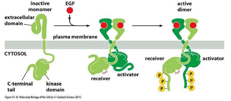למשל דומיין SH2 מזהה פוספוטירוזין. אדפטור עם SH2 ידע להיקשר לכל חלבון בו יש טירוזין מזורחן. אותם אדפטורים יעבירו את הסיגנל הלאה בתא.